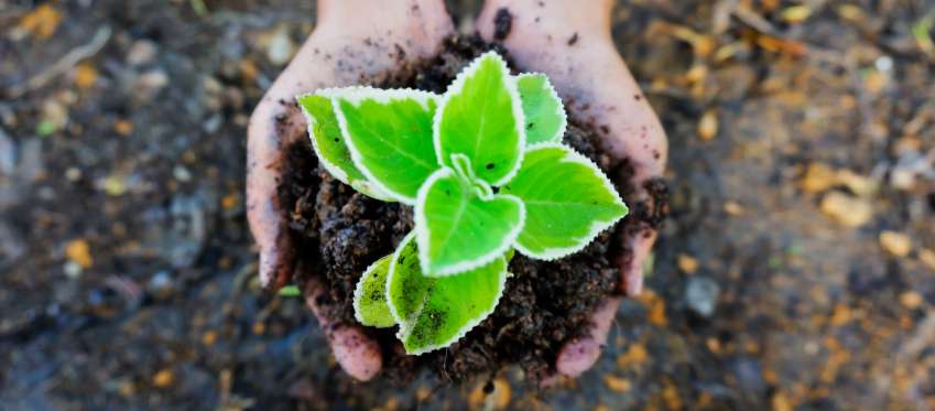 Hands holding a plant